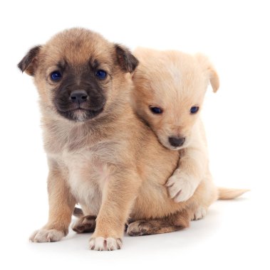 iki küçük yavrusu.