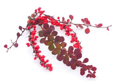 Böğürtlen (Berberis vulgaris) olgun böğürtlen dalıdır.