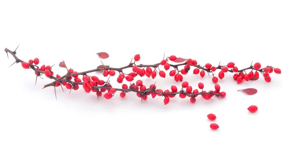 Zweig der Berberitze (berberis vulgaris) mit reifen Beeren. — Stockfoto