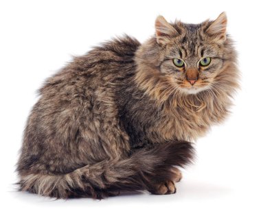 izole kahverengi tavuk.