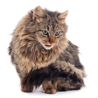 Kahverengi ev kedisi.