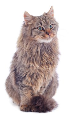 Kahverengi ev kedisi.