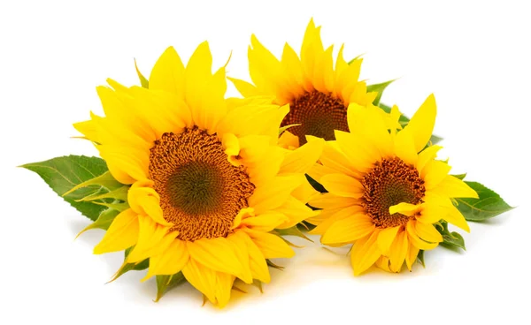 Gruppe von gelben hellen schönen Sonnenblumenblumen. — Stockfoto