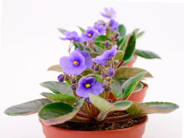  Bir tencerede menekse.