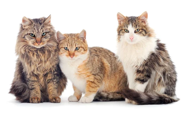 Tres gatos caseros marrones . — Foto de Stock