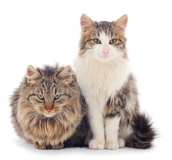 Dvě hnědé domácí kočky. — Stock fotografie