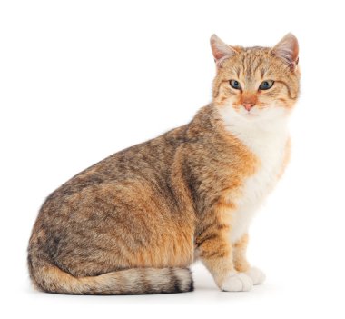 Kahverengi ev kedisi.