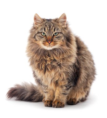 Kahverengi ev kedisi.