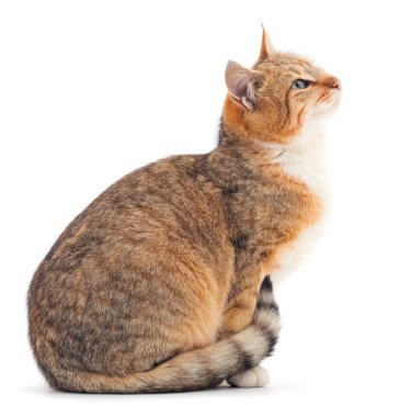 Kahverengi ev kedisi.