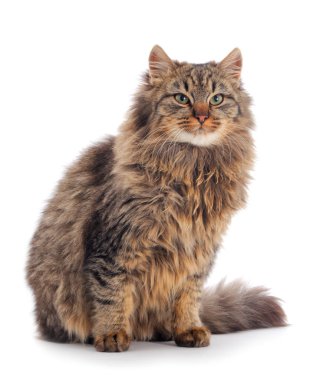 Kahverengi ev kedisi.