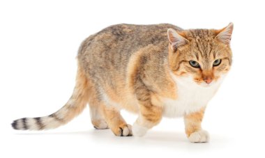 Kahverengi ev kedisi.