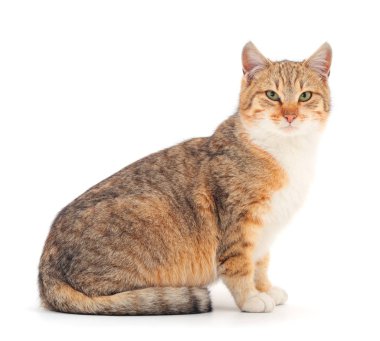 Kahverengi ev kedisi.