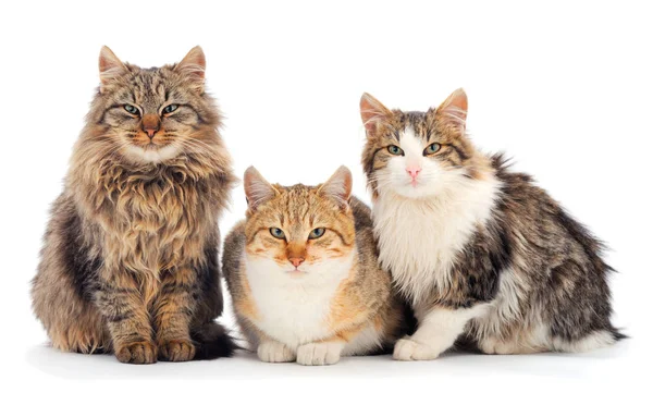 İki kahverengi ev kedisi.