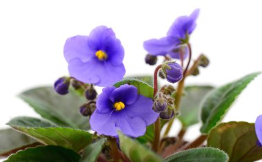  Bir tencerede menekse.