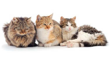 İki kahverengi ev kedisi.