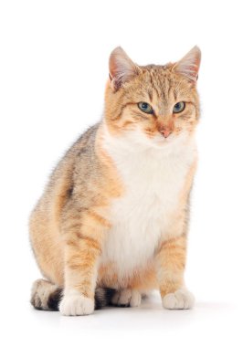 Kahverengi ev kedisi.