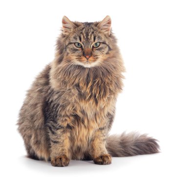 Kahverengi ev kedisi.