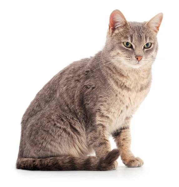 Graue Hauskatze. — Stockfoto