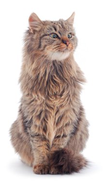 Kahverengi ev kedisi.