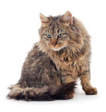 Kahverengi ev kedisi.