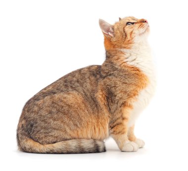 Kahverengi ev kedisi.