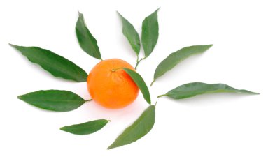 Bir mandalina izole.