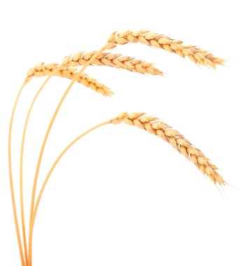 Olgun buğday başakları beyaz arkaplanda izole edilmiş.
