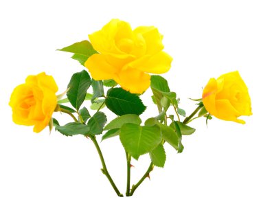 Beyaz arka plan üzerinde izole sarı güzel güller.