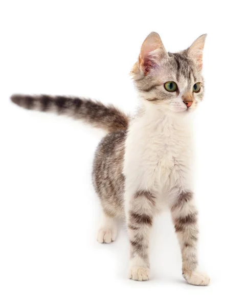 Kleine Graue Kätzchen Auf Weißem Hintergrund — Stockfoto