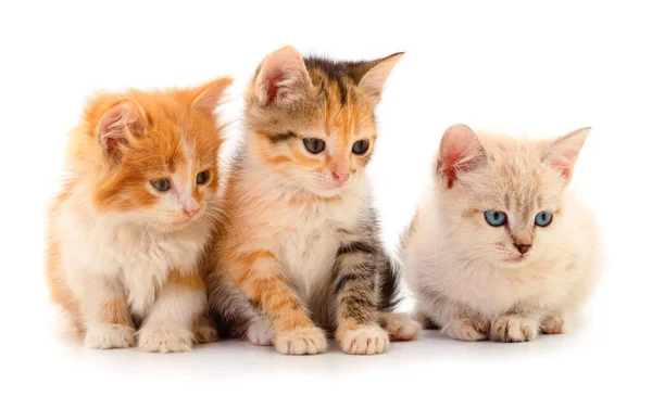 3+ Million Cute Cat Royalty-Free Images, Stock Photos & Pictures