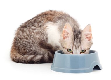 One cat eat from a bowl isolated on white.