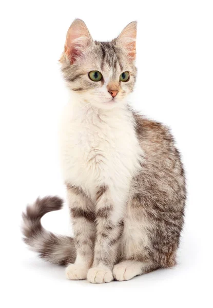 Pequeño Gatito Gris Sobre Fondo Blanco —  Fotos de Stock