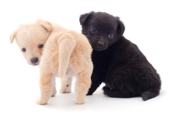 Dois Filhotes Cachorro Isolados Fundo Branco — Fotografia de Stock