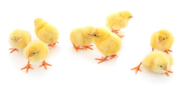 Μια Ομάδα Από Μικρά Κοτόπουλα Ομάδα Κίτρινα Κοτόπουλα Λευκό Φόντο — Φωτογραφία Αρχείου
