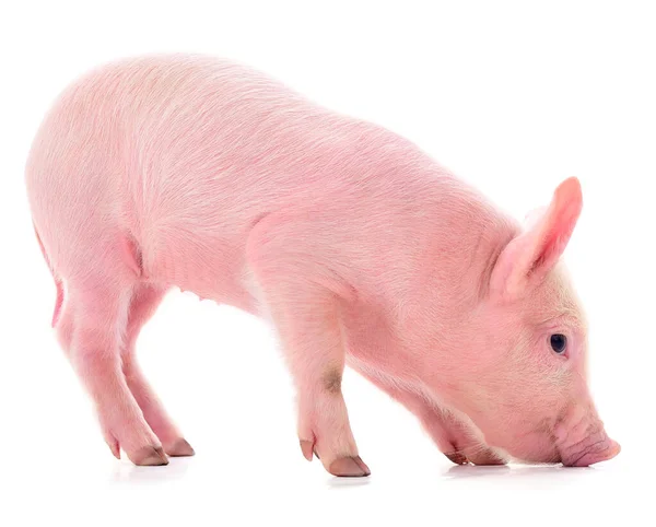 Pequeño Cerdo Rosado Que Está Aislado Sobre Fondo Blanco — Foto de Stock