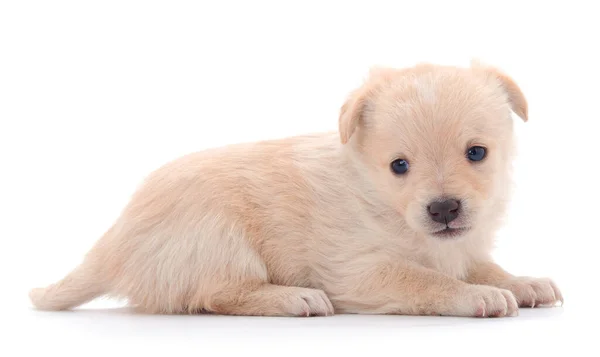 Filhote Cachorro Pequeno Isolado Fundo Branco — Fotografia de Stock