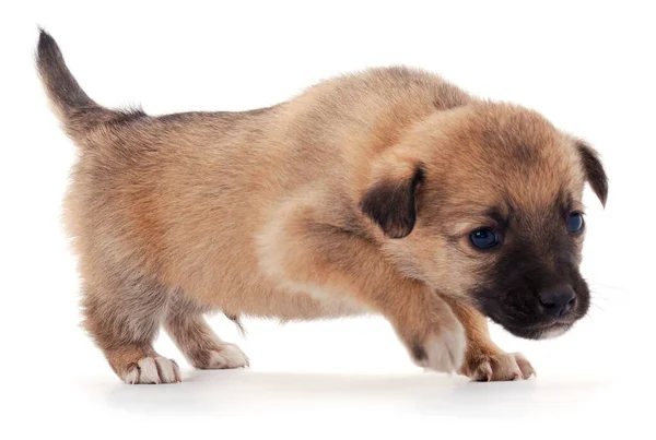 Filhote Cachorro Pequeno Isolado Fundo Branco — Fotografia de Stock