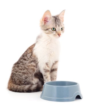 Küçük gri bir kedi, beyaz bir kaseden yemek yiyor..