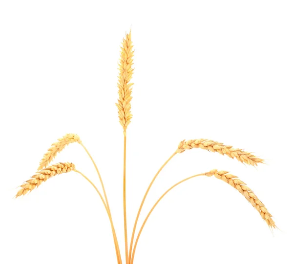 Ripe Ears Wheat Isolated White Background — Stock Photo, Image