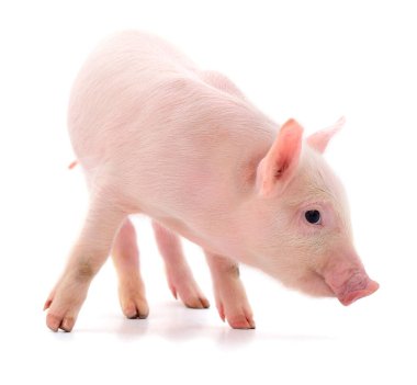 Beyaz arka planda izole edilmiş küçük pembe domuz..