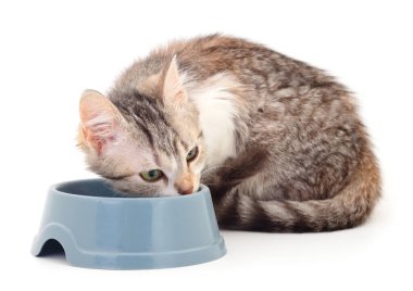 Küçük gri bir kedi, beyaz bir kaseden yemek yiyor..