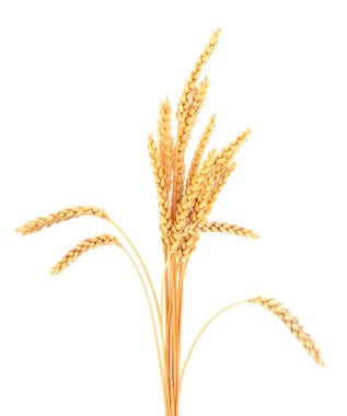 Olgun buğday başakları beyaz arkaplanda izole edilmiş.