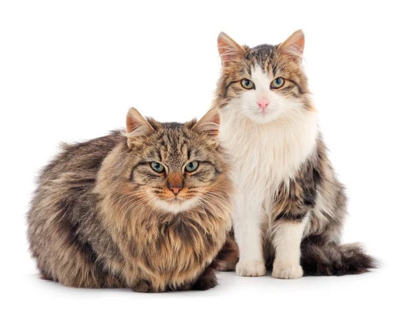 Beyaz arka planda iki kahverengi ev kedisi.