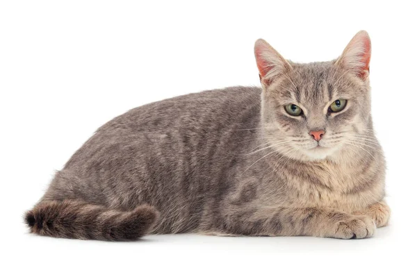 Beautiful gray house cat on a white background.