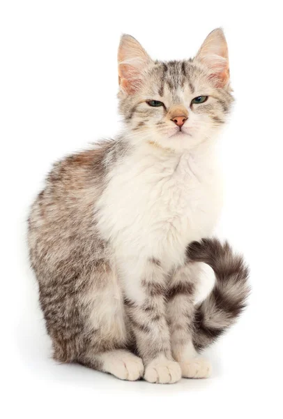 Pequeño Gatito Gris Sobre Fondo Blanco —  Fotos de Stock