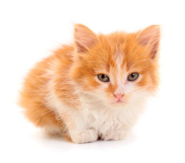 Beyaz arka planda küçük kırmızı kedi yavrusu.