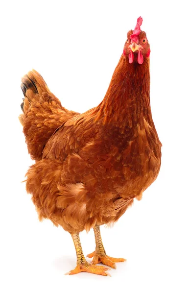 Genç kahverengi tavuk beyaz arka planda izole edildi.