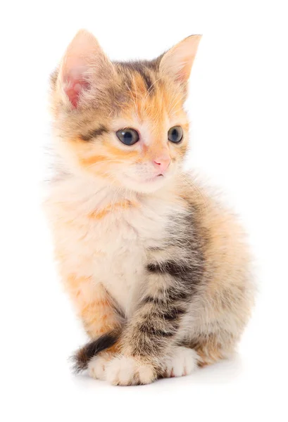 Small Brown Kitten White Background — Stock Photo, Image