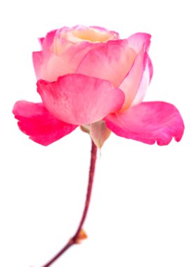 Dal üzerinde pembe gül çiçeği ve beyaz arkaplanda izole edilmiş yaprak.