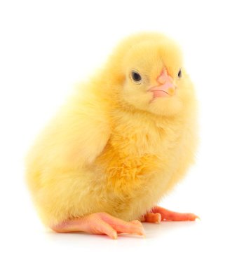 Beyaz arka plan üzerinde izole tatlı küçük piliç.